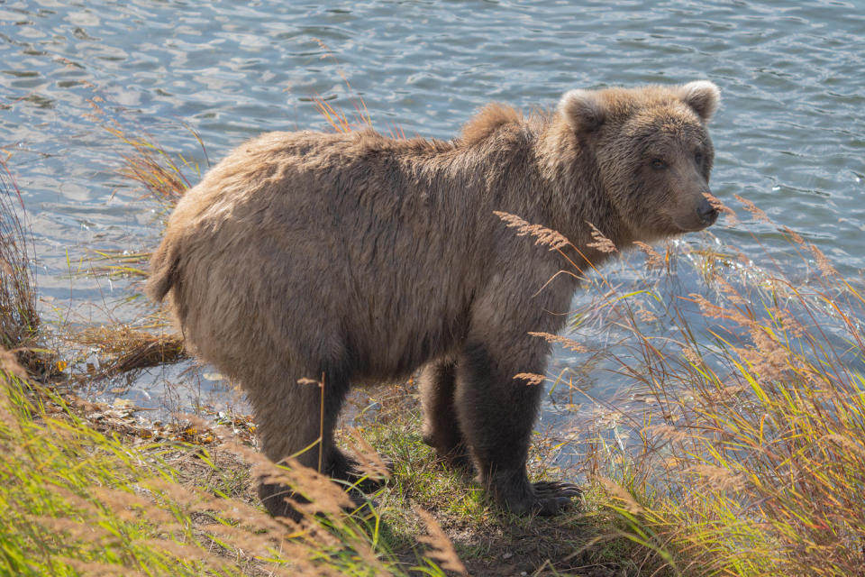 A young brown bear stands at the edge of the river. (Courtesy F. Jimenez / NPS)