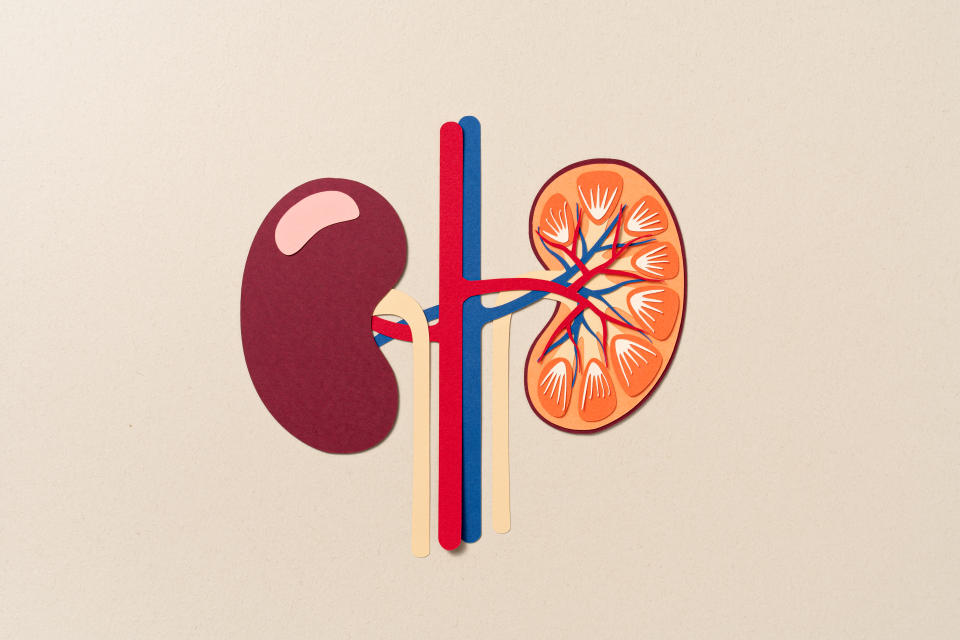 Paper Cut Craft Human Kidney Internal Anatomy on Beige Background.Donating a kidney can be a rewarding process. (Getty)