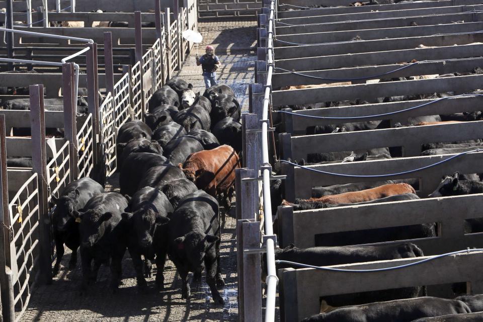 A herd of cattle are moved through the pens at the Cargill Beef Processing Plant in Schuyler, Nebraska October 10, 2013. REUTERS/Lane Hickenbottom (UNITED STATES - Tags: ANIMALS FOOD SOCIETY)