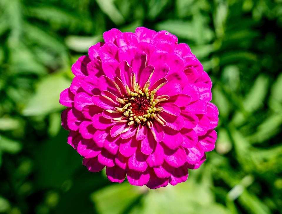 Tom Hickey plants zinnias to provide a burst of color as well as nectar for monarch butterflies.