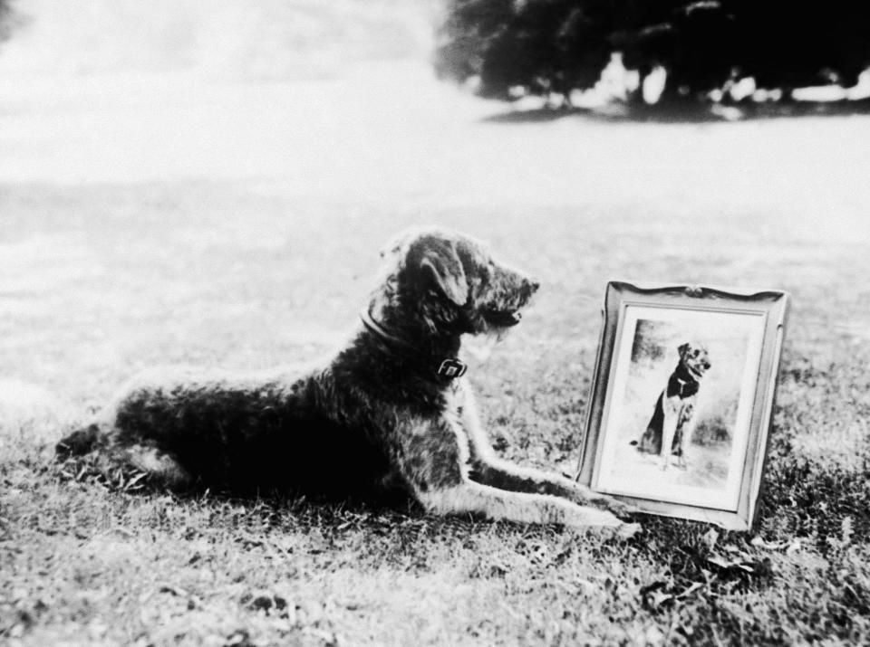 Laddie Boy, President Warren G. Harding's terrier.