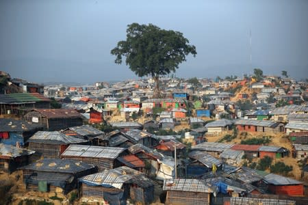 A banyan tree is seen at Balukhali camp in Cox’s Bazar