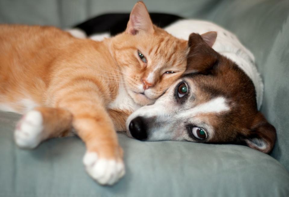 Since dogs and cats often rely on routine, it’s best to do what you can to keep things as normal as possible. Getty Images/iStockphoto