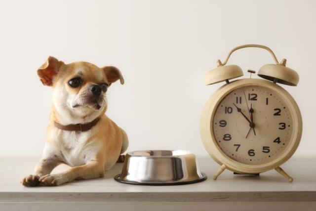 Your Dog's Feeding Schedule