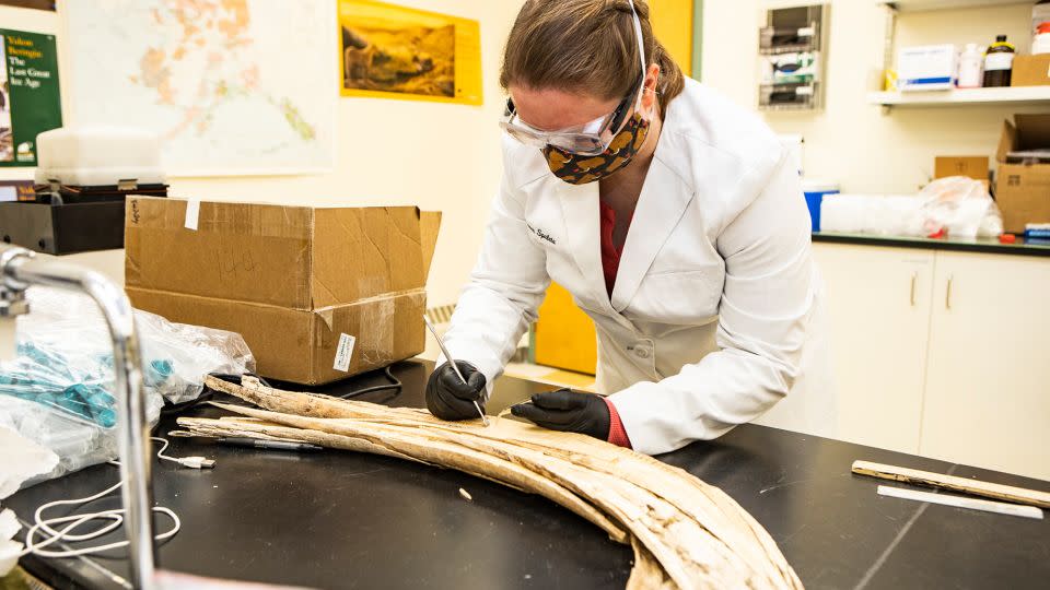 Karen Spaleta, one of the new study's coauthors, takes a sample from a mammoth tusk found at Alaska's Swan Point archaeological site. She is deputy director of the Alaska Stable Isotope Facility. - JR Ancheta