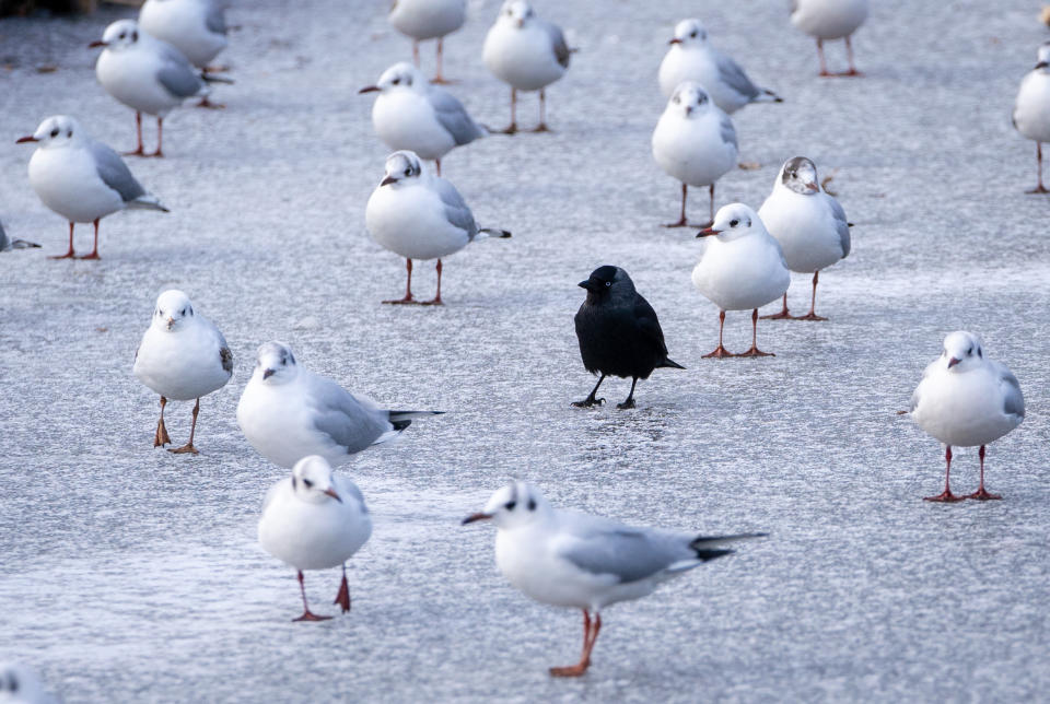 A blackbird stands among gulls on the ice on the frozen pond at Bushy Park, London, as the cold snap continues to grip much of the nation. Picture date: Thursday February 11, 2021. (Photo by Dominic Lipinski/PA Images via Getty Images)