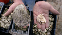 Brian Gennaro, owner of Virgin Oyster Co., holds an oyster ready for retail sale, right, next to a large adult oyster, also known as an "Uglie", at Great Bay, Monday, May 3, 2021, in Durham, N.H. Thousands of Uglies from Maine, which were left to grow due to lack of retail demand of more than a year because of the virus outbreak, were relocated to Great Bay to enhance the shellfish species in New Hampshire coastal waters. (AP Photo/Charles Krupa)