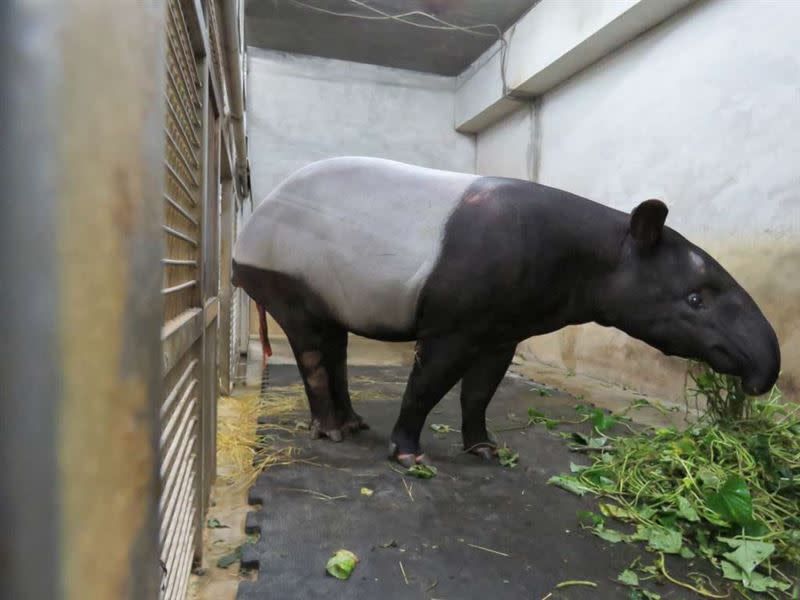 動物園內的保育員都引頸期盼「貘芳」的首胎。（圖／台北市動物園提供）