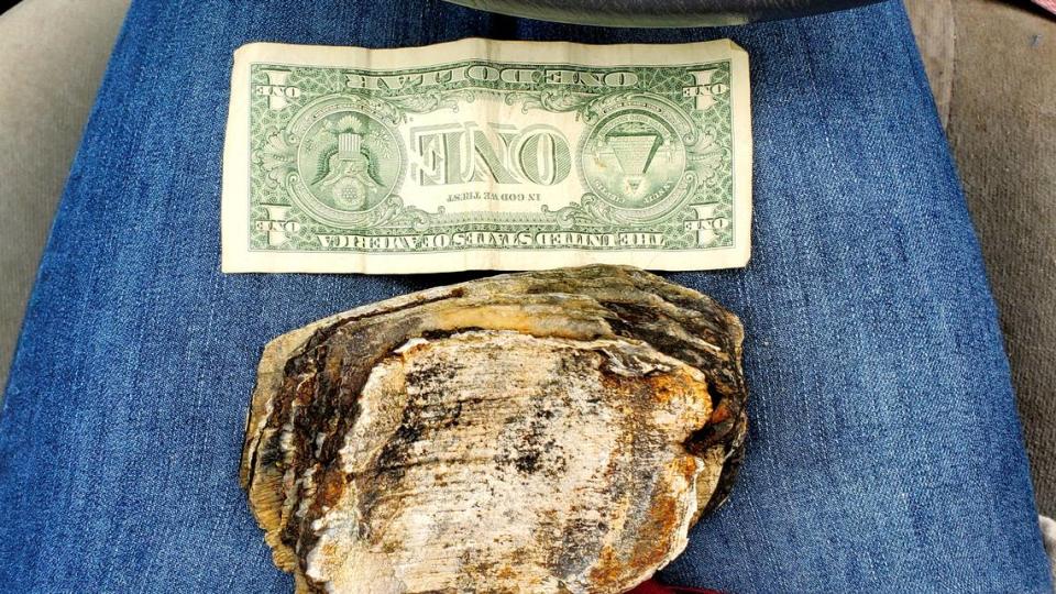 The mammoth tooth fragment found by Jeremiah Longbrake pictured next to a dollar bill for size comparison.