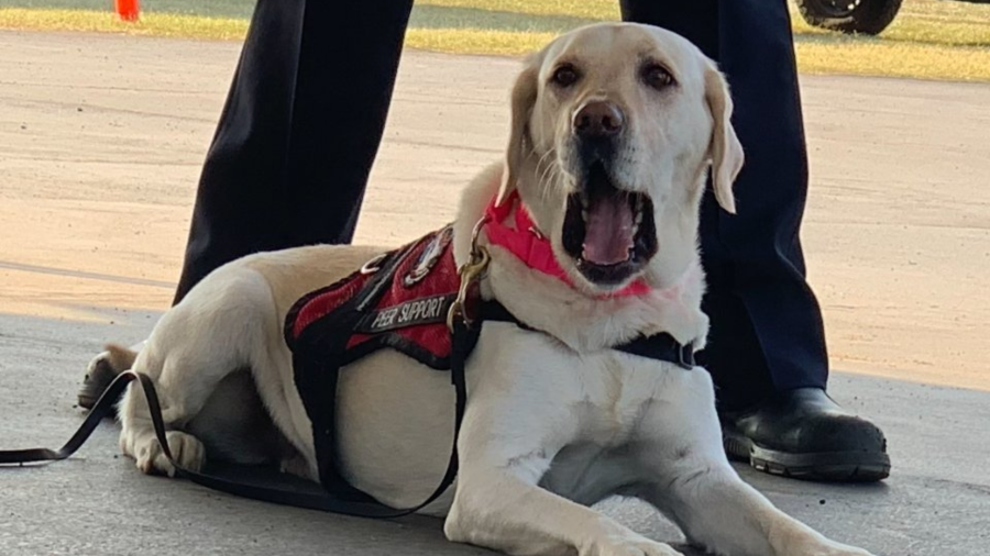 "Park Fire" therapy dogs