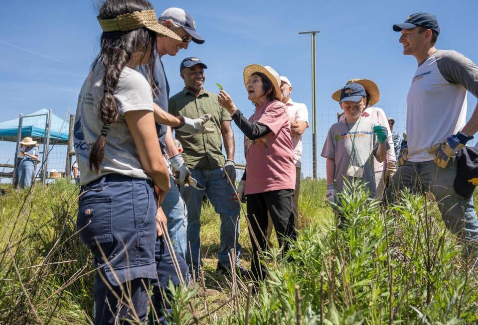 Labor leader and civil rights activist Dolores Huerta, who recently celebrated her 93rd birthday, shows Gov. Gavin Newsom a plant she said can help when dealing with certain politicians Saturday, April 22, 2023, during the 2023 Earth Day Celebration hosted by First Partner Jennifer Siebel Newsom, who discussed the Farm to School program, in partnership with the California Department of Food and Agriculture and California Volunteers, at Soil Born Farms in Rancho Cordova. State Superintendent of Public Instruction Tony Thurmond, left, and Chief Service Officer Josh Fryday, right, stand nearby.