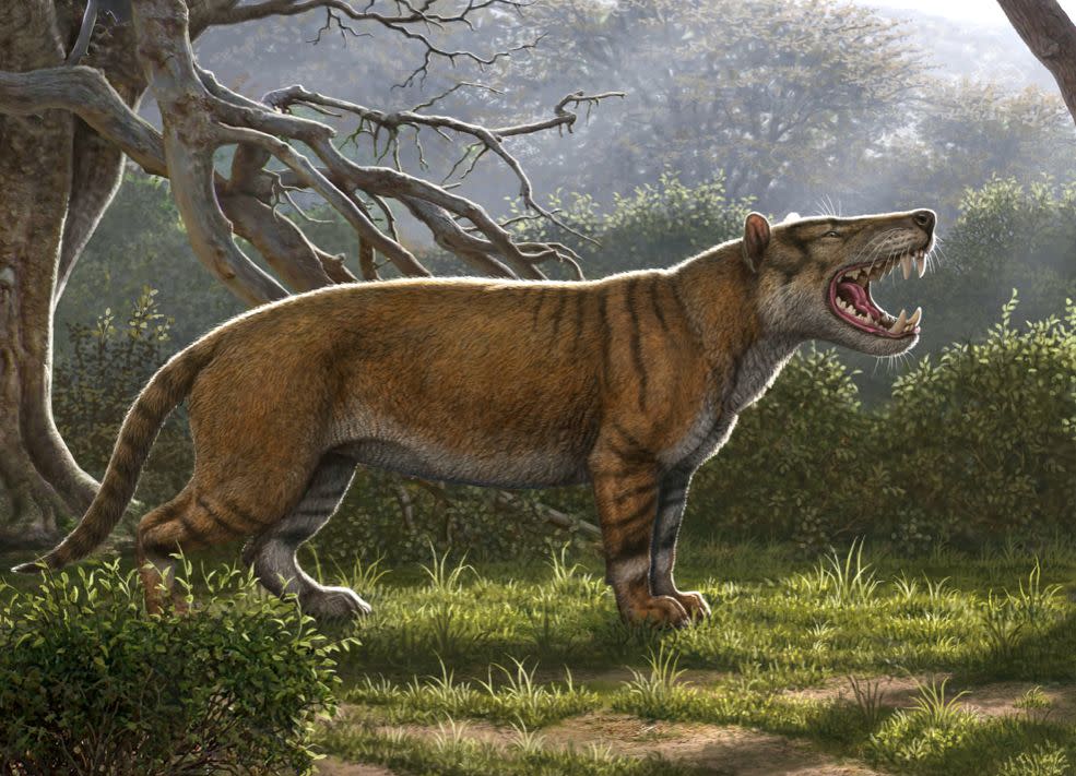 The massive mammal was the top predator 23 million years ago (SWNS)