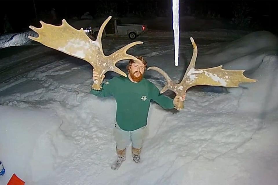 Rare Moment: Moose Sheds Both Antlers Caught on Ring Camera
