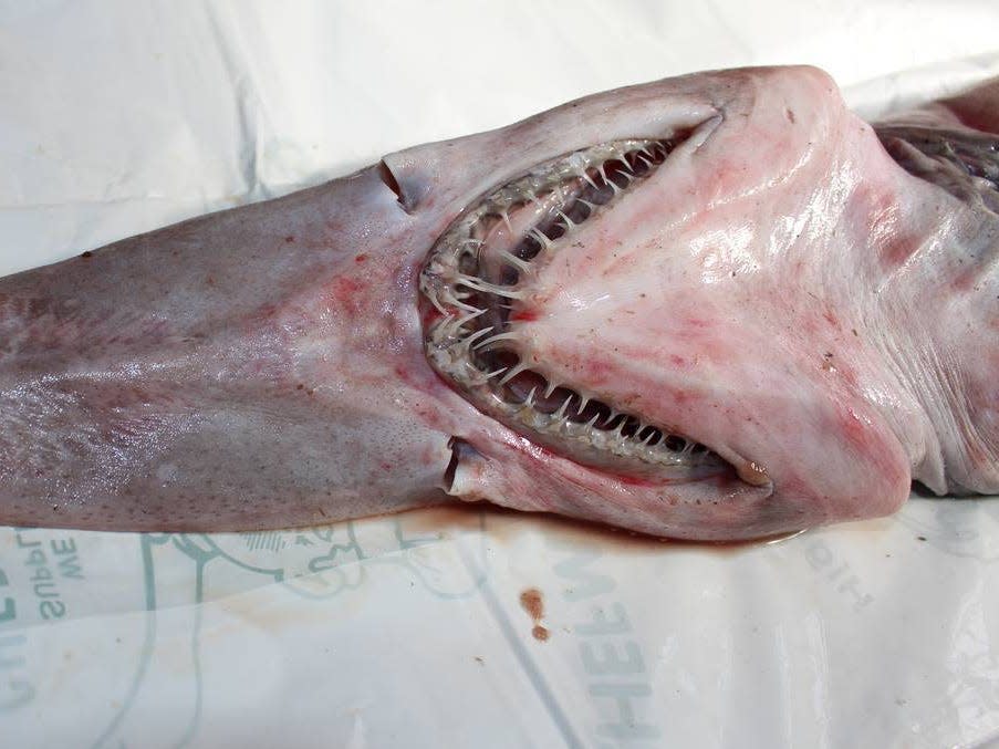 Goblin Shark caught in NSW Australia.