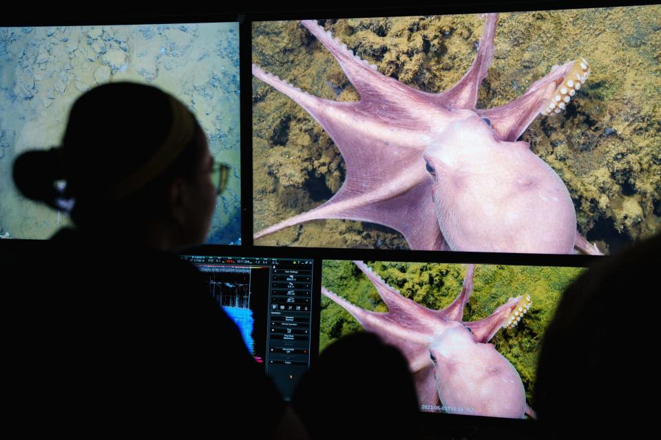 Researchers study brooding octopuses.  / Credit: Schmidt Ocean Institute