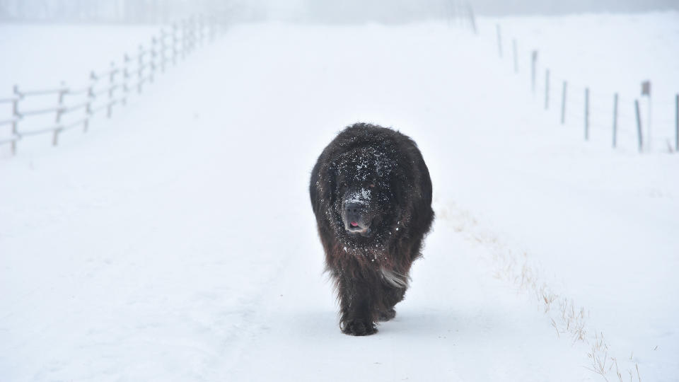 Newfoundland dog on snowy road