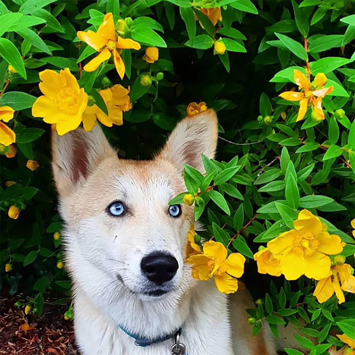 Corgi husky mix sitting by yellow flowers