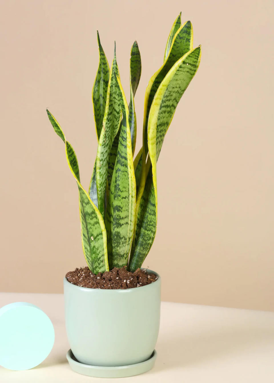 Sansevieria Laurentii plant in pot gift idea