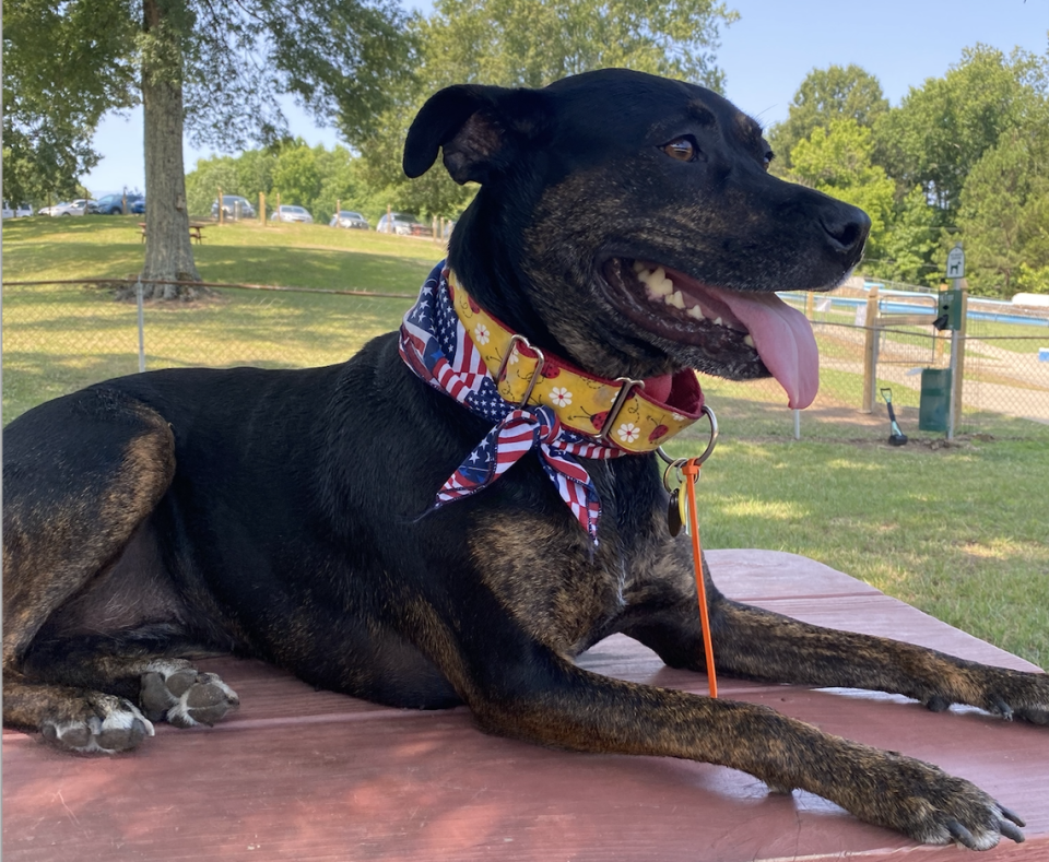 Colleen Conneran and her dog Ellie’s favorite dog bars/parks in the Charlotte area include: Dog World Dog Park in Kannapolis (shown), Skiptown and Lucky Dog Bark & Brew.
