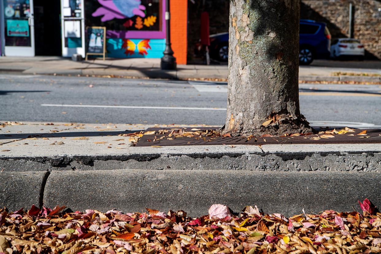 The sidewalk around a tree is raised on Patton Avenue, October 26, 2023. Asheville City Council approved the use of $300,000 of federal grant funds Oct. 24 to replace the sidewalk on Patton between Coxe and Ashland avenues.