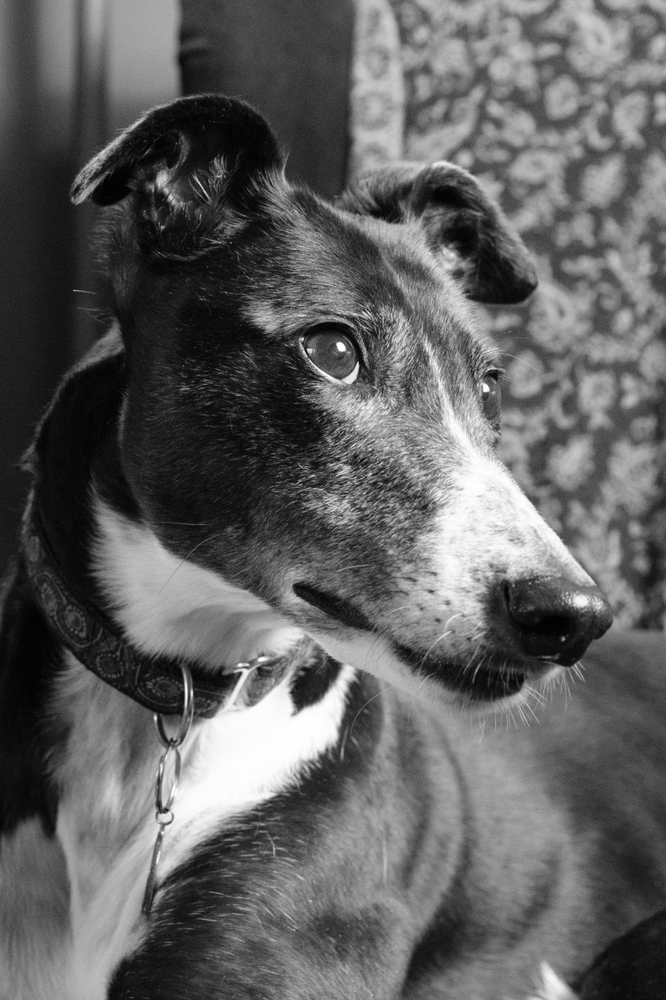 A photo of a greyhound in black and white.