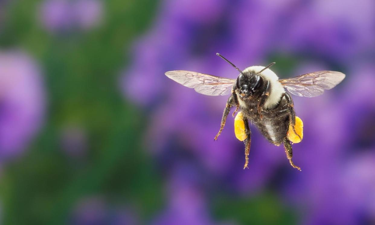 <span>A common eastern bumblebee in flight with pollen sacs.</span><span>Photograph: Nature Picture Library/Alamy</span>