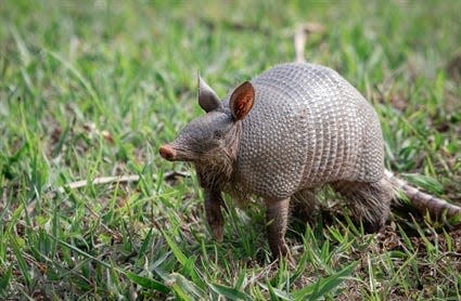 Nine-banded Armadillo seen in North Carolina.