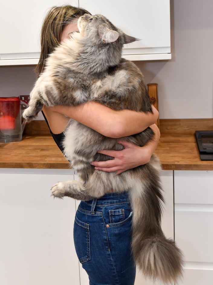 Tammy Brewin, 14, from Worcester with her giant Maine Coon cat Murphy, aged 1. December 1, 2022.  See SWNS story SWNJcat.  A cat so big that people mistake him for a lion is only a few inches away from breaking the world record for the longest domestic cat &#xe2;&#x80;&#x93; and he&#xe2;&#x80;&#x99;s still growing. Murphy the Maine Coon weighs in at an impressive 22lbs and is a huge 41 inches long, just seven inches short of the 48-inch world record. His owner Sareeta Brewin, 46, thinks her one-year-old cat can get even bigger as Maine Coon&#xe2;&#x80;&#x99;s don&#xe2;&#x80;&#x99;t stop fully growing until they reach three-years-old.  The huge feline chomps his way through a &#xc2;&#xa3;20 3kg biscuit bag every month and looks set to grow even bigger.  Animal lover Sareeta claims Murphy is so big people often mistake him for a dog and even a lion and jokingly tag her in posts of UK panther sightings claiming it&#xe2;&#x80;&#x99;s actually him.  Sareeta has another smaller cat and two Korean rescue dogs but Murphy is somehow bigger than them all.   