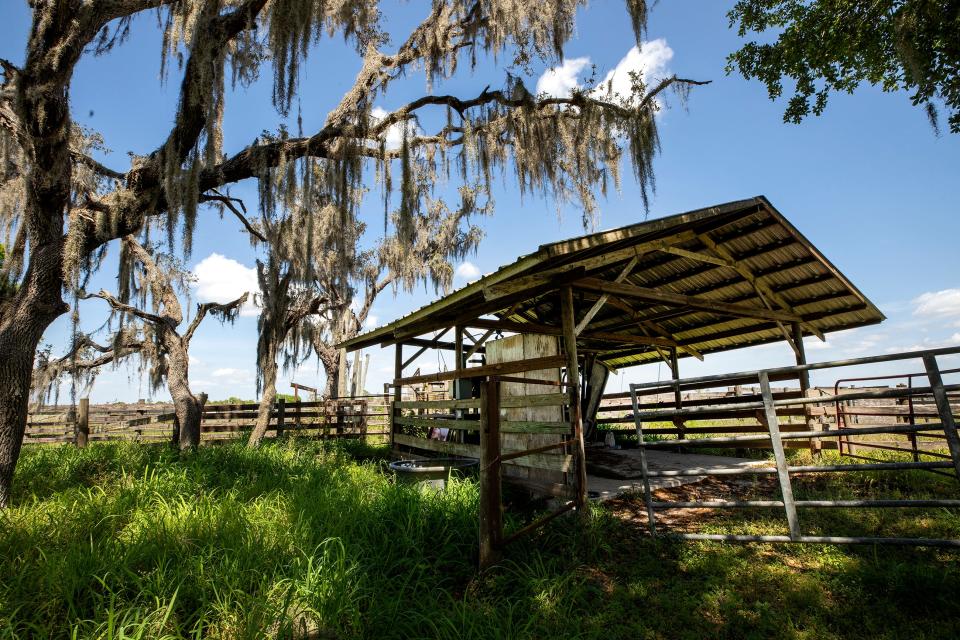 Cattle pens at Creek Legacy Ranch in the Lake Hatchineha area testify to its use for decades as a cattle ranch. The state recently purchased the 1,342-acre property through the Florida Forever conservation program.