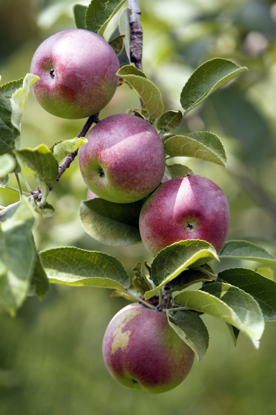 In this Friday, Aug. 10, 2012 photo, ripening apples hang from a tree at Burtt's apple orchard in Cabot, Vt. Apple orchards in Northern New England dodged a bullet this spring when trees got an early start and then were hit with frost that decimated crops in big producing states like Michigan. The crop in Vermont, Maine and New Hampshire is expected to be smaller than last year's banner year but growers are optimistic about the season. (AP Photo/Toby Talbot)