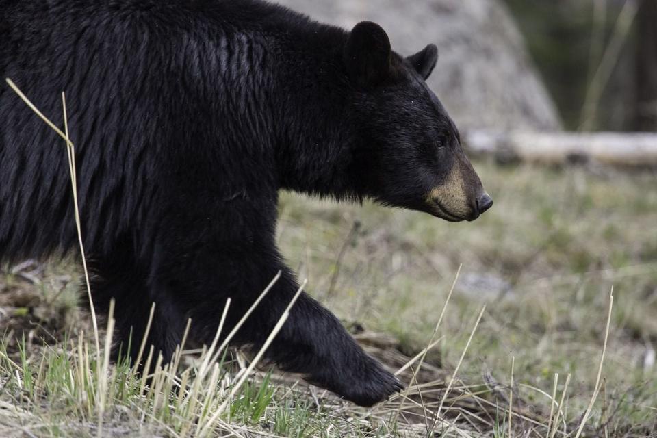 FILE PHOTO: A Florida man was on his porch Wednesday evening when he was attacked by a black bear, wildlife officials said.