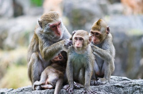 <span class="caption">Grooming is the key to positive relationships.</span> <span class="attribution"><a class="link " href="https://www.shutterstock.com/image-photo/family-monkeys-59218678" rel="nofollow noopener" target="_blank" data-ylk="slk:tratong/Shutterstock;elm:context_link;itc:0;sec:content-canvas">tratong/Shutterstock</a></span>