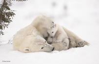 <p>When polar bear mothers and cubs emerge from their dens in the early spring, the cubs stay close to their mothers for warmth and protection. Once the cubs are strong and confident enough, they make the trek to the sea ice with their mother so that she can resume hunting for seals. Debra waited six days near the den of this family, in Wapusk National Park, Manitoba, Canada, before they finally emerged. In the most challenging conditions she has ever faced, temperatures ranged from – 35 ̊C (-31 ̊F) to -55 ̊C (-67 ̊F) with high winds, making it almost impossible to avoid frostbite and keep her camera gear functioning properly. (Wildlife Photographer of the Year) </p>