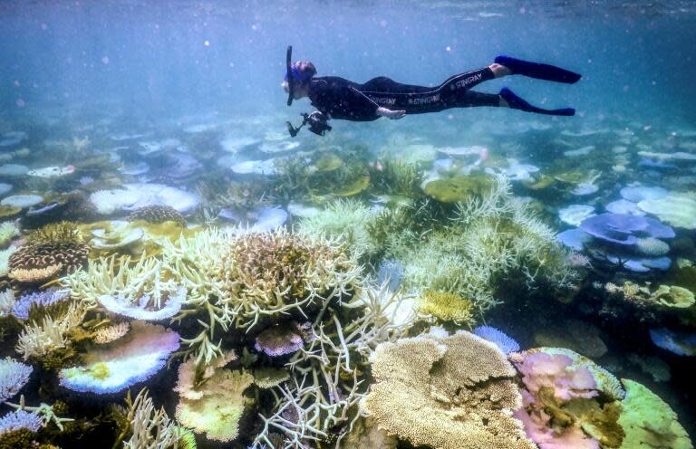 NOAA：暖化使全球珊瑚大規模白化