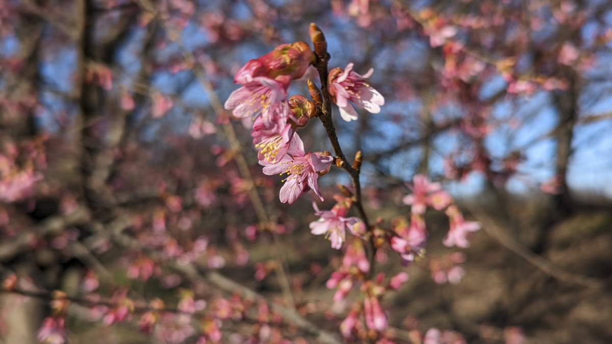 Peak bloom dates for DC's famed cherry blossoms announced - WTOP News
