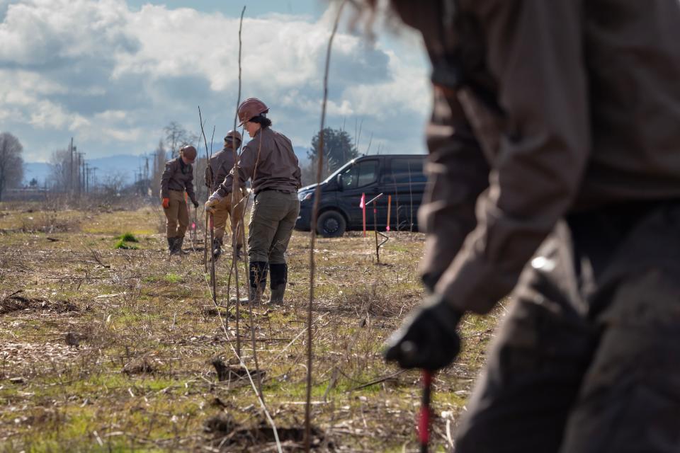 A Northwest Youth Corps crew plants poplar trees at the Metropolitan Wastewater Management Commission's Biocycle Farm near Eugene March, 1, 2023.