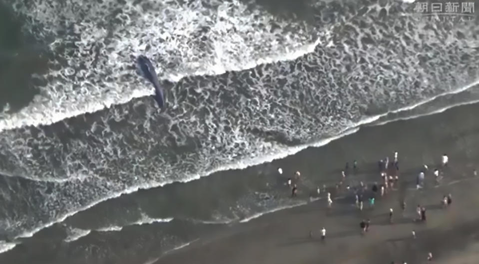  An aerial view shows the scale of the young whale. (AsiaWire)