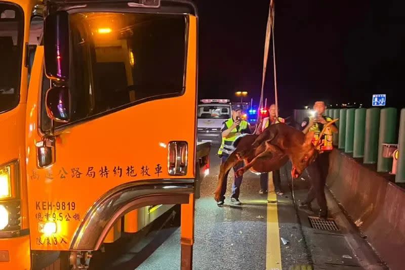 大水鹿突闖國道，遭小客車撞死。（圖／翻攝畫面）