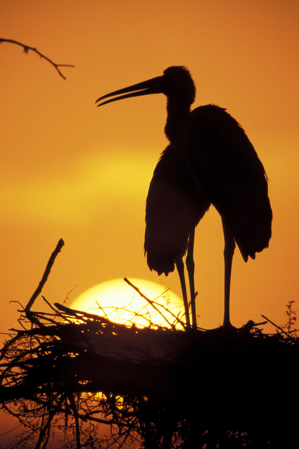 A painted stork at sunset