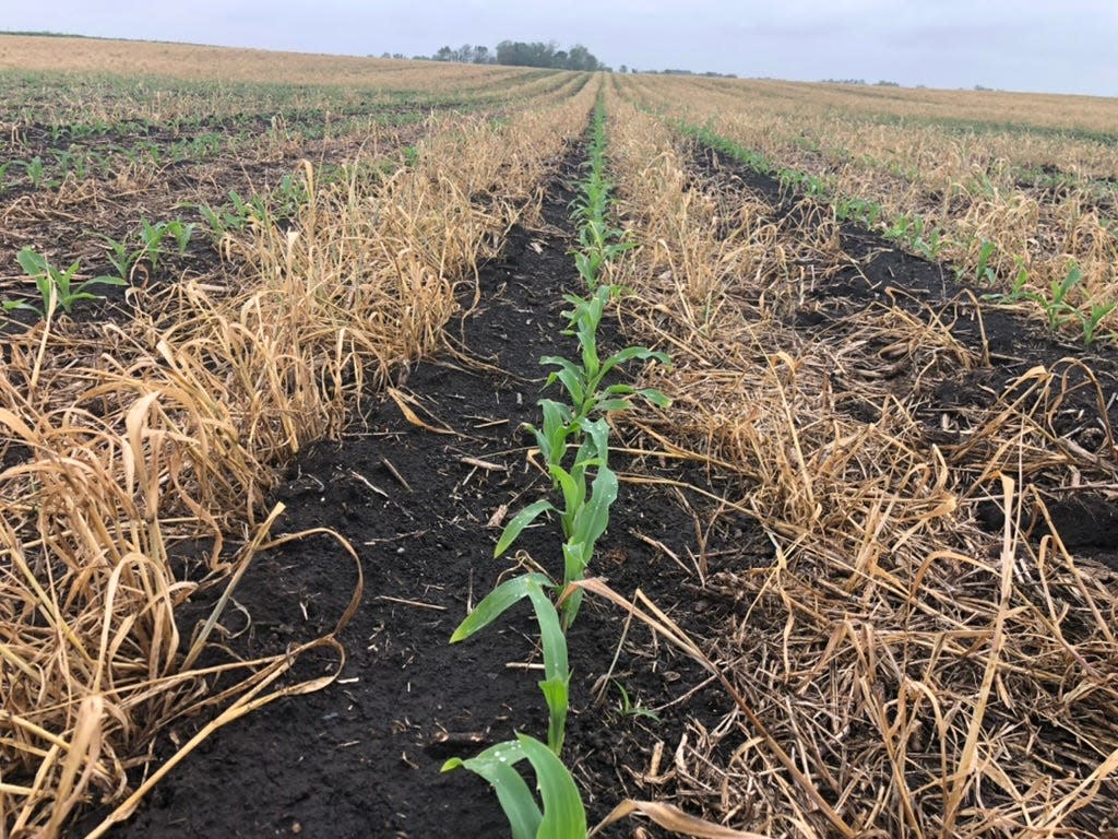 Corn in Iowa in May of 2021. The shoots are coming up in a field that had been planted in rye to provide a cover crop.