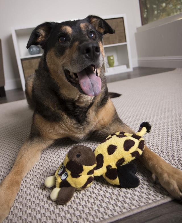 Woof Sniff Paw Print Reversible Dog Bandana - Life for Pawz