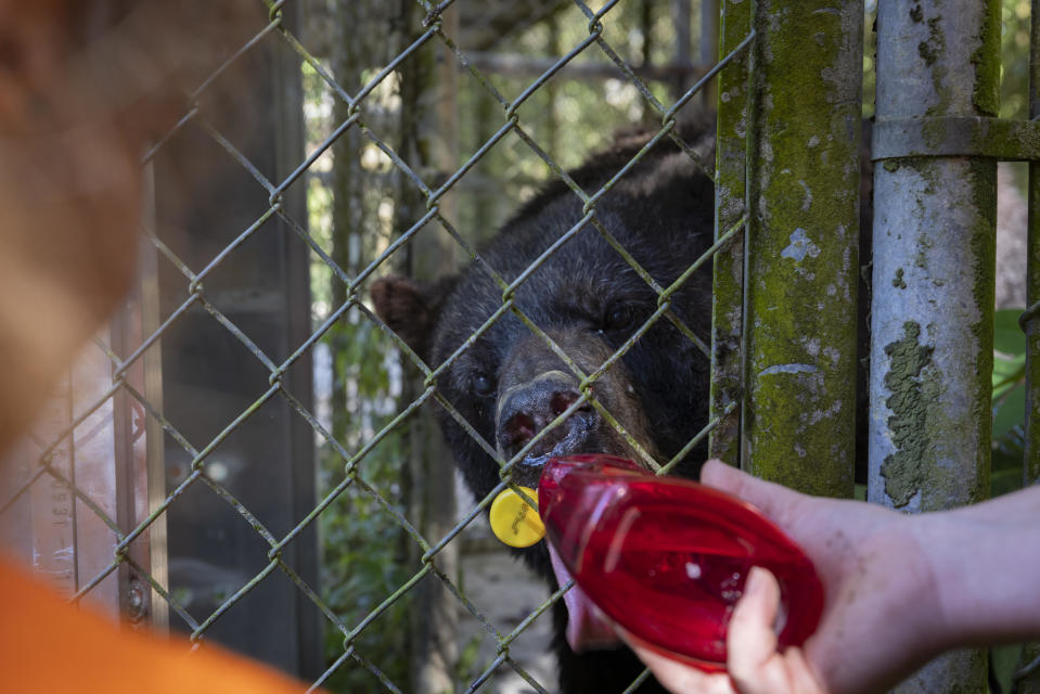 A bear is bottle fed a syrup before its transfer, in Mayaguez, Puerto Rico, Friday, April 28, 2023. Puerto Rico is closing the U.S. territory's only zoo following years of suspected neglect, a lack of resources and deaths of animals that were highlighted by activists. Most of the animals are being transferred to The Wild Animal Sanctuary in Colorado. (AP Photo/Alejandro Granadillo)