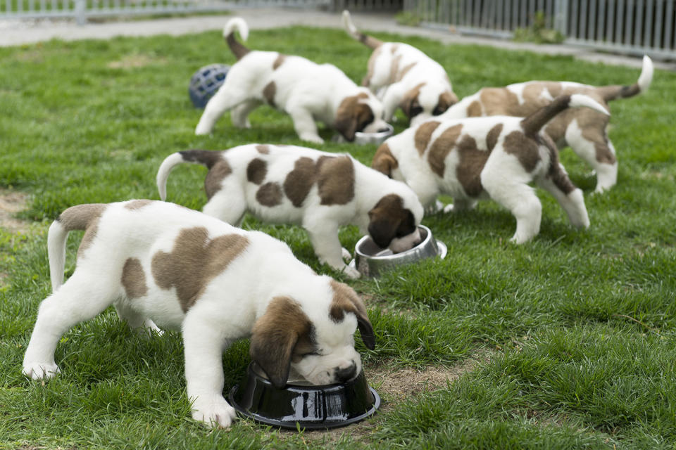 Saint Bernard puppies at the Barry Foundation