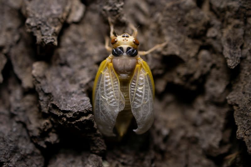 WIDER IMAGE-Acercarse a las cigarras para encontrar pistas sobre el cambio climático