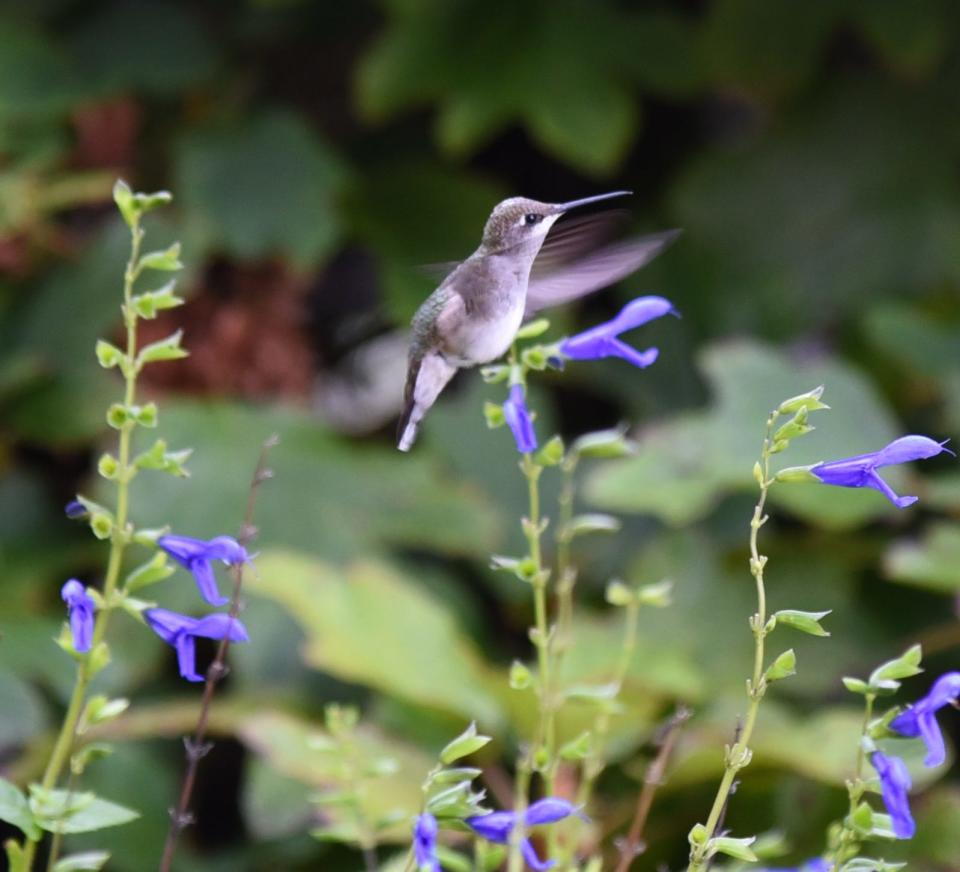 Hummingbirds are attracted to salvia guarantica ‘Black and Blue’ salvia is readily available in garden centers.