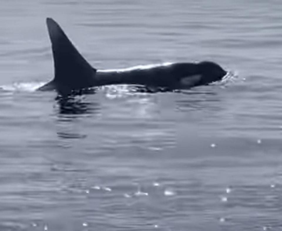 A killer whale breaches the ocean surface off Key Largo Monday, July 24, 2023.