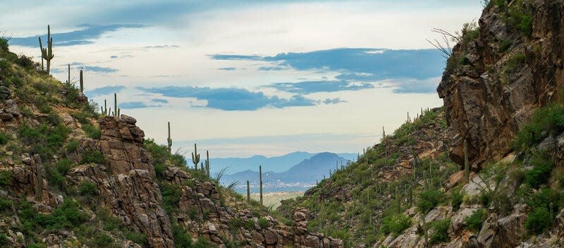 Saguaros in Bear Canyon with Downtown Tucson and A Mountain in the background.