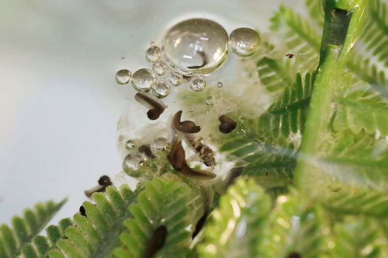 'Ranas del Loa' (Loa's Frogs) tadpoles, under danger of extinction, are pictured inside a laboratory where has been successfully reproduced, in Santiago