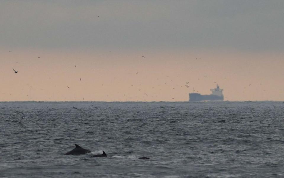 A dolphin swims at the Bosphorus in Istanbul, Turkey, on Dec. 5, 2023. (Berk Özkan/Anadolu via Getty Images)