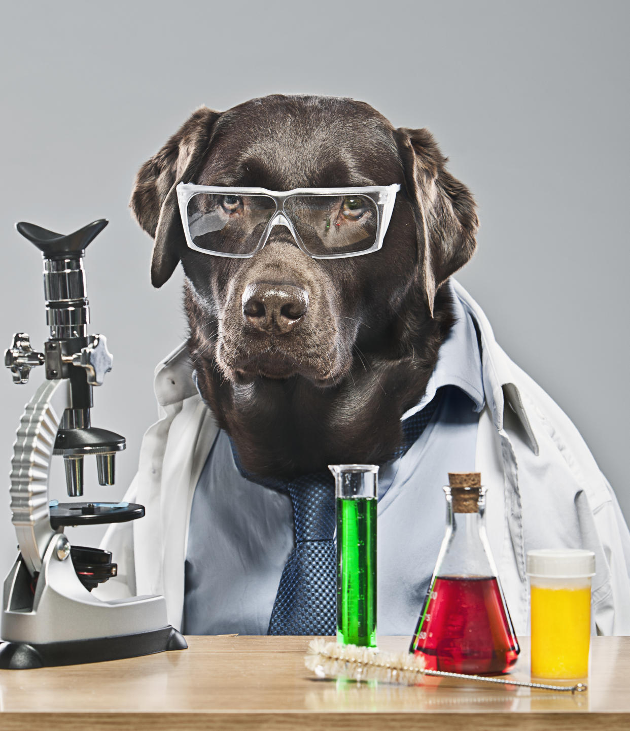 "Yes, I've heard the lab-rador joke before, thanks." (Getty Images)